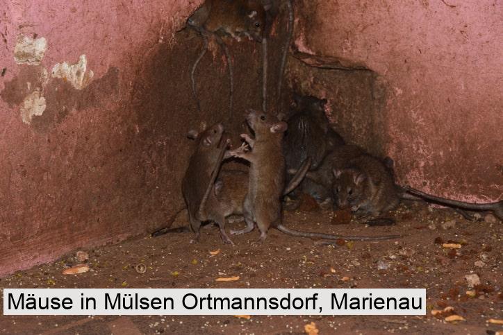 Mäuse in Mülsen Ortmannsdorf, Marienau